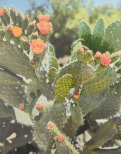 Thorns, Blossoms & Blessings by Tammie-Ferguson