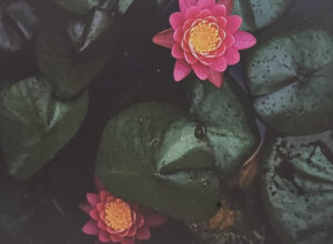 Water Lilies of Old Economy Village by Faynee Gacutno